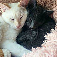 Ozzy Et Salem participe au concours pour gagner de l'argent avec cette photo : cat, cats, white_cat, gray_cat, sleeping, snuggling, cozy, fluffy, bed, pet, animal, cute, fur, resting, close_up, domestic_animal, companion, soft, peaceful, indoor