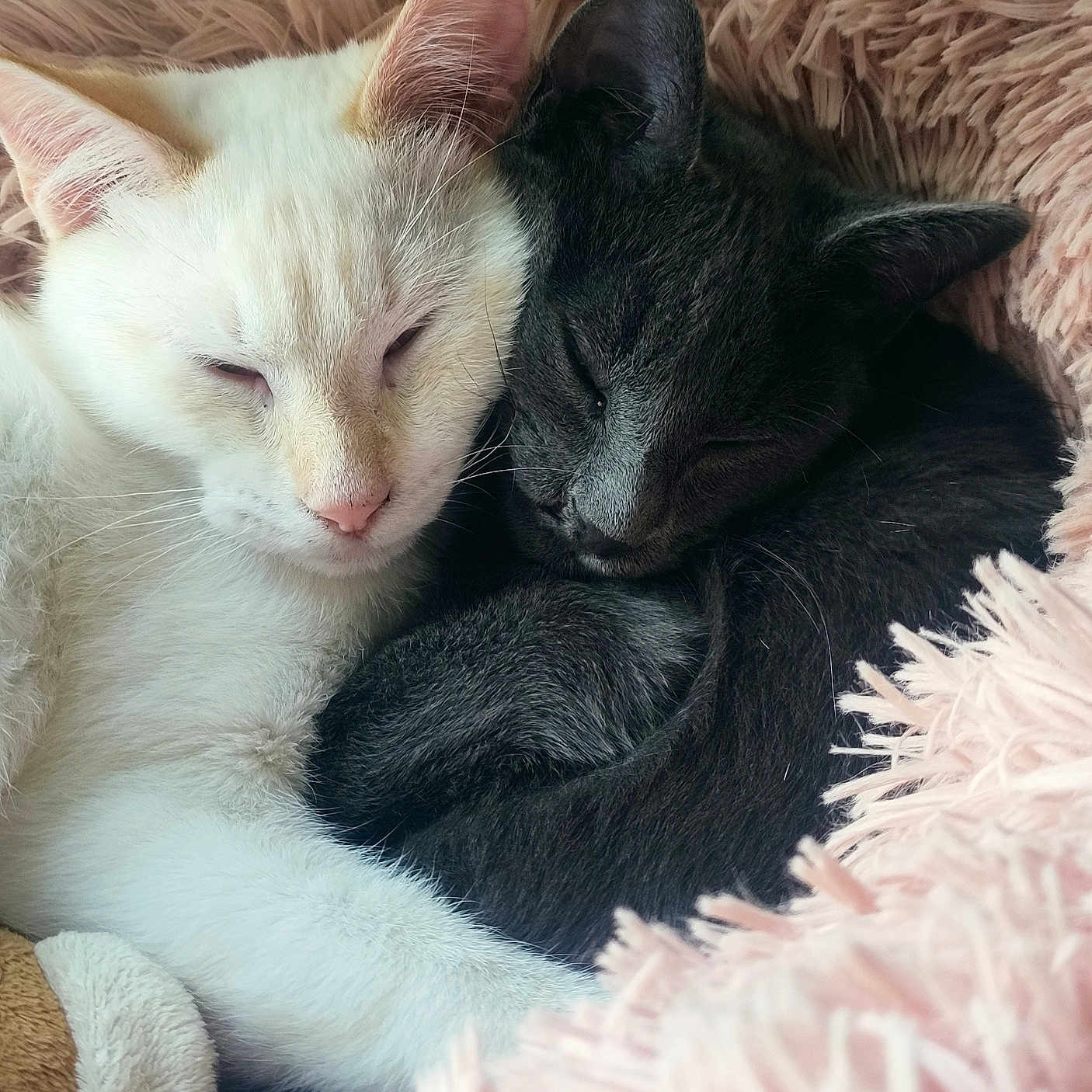 Ozzy Et Salem participe au concours pour gagner de l'argent avec cette photo : animal, bed, cat, cats, close_up, companion, cozy, cute, domestic_animal, fluffy, fur, gray_cat, indoor, peaceful, pet, resting, sleeping, snuggling, soft, white_cat