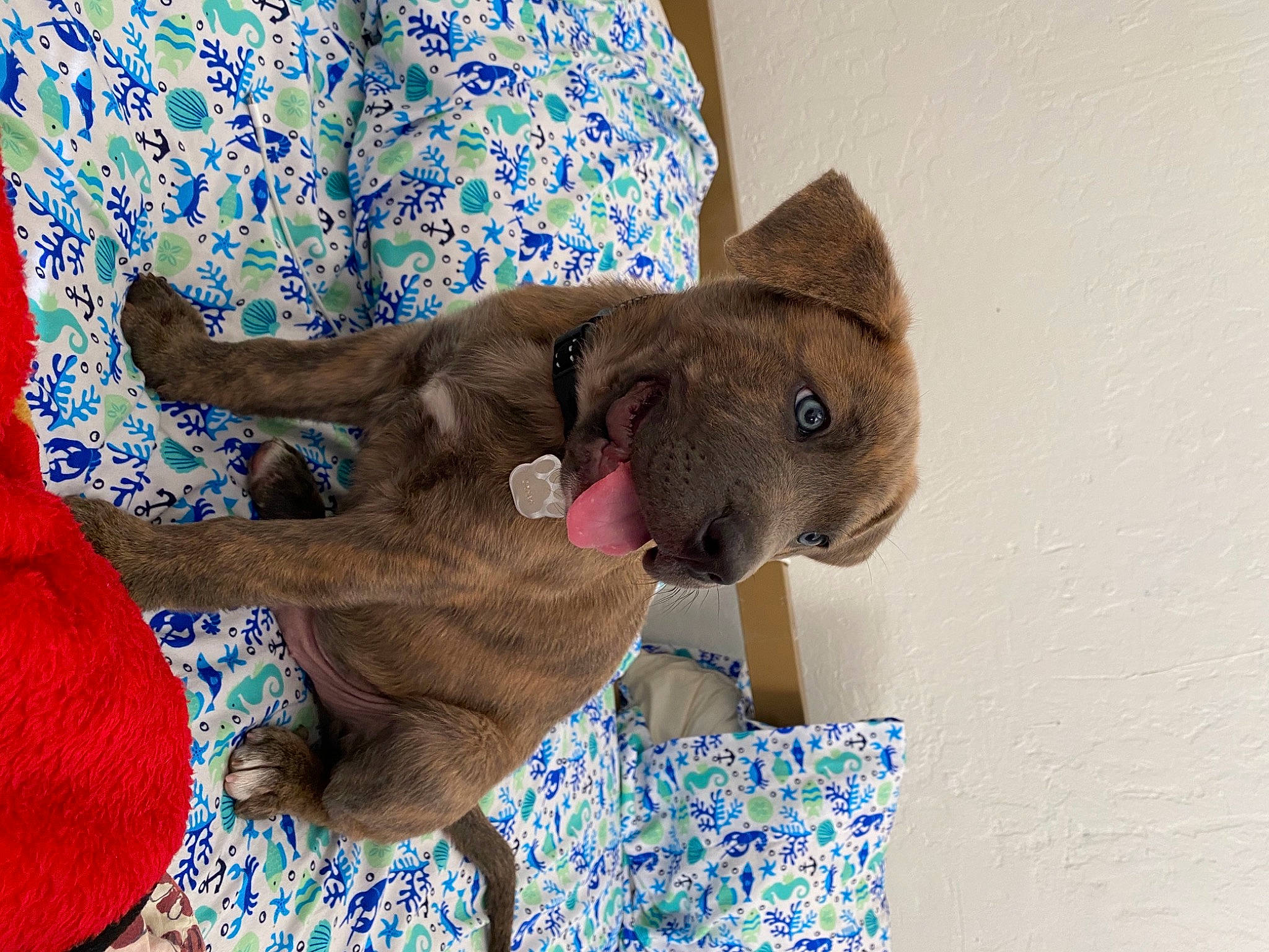 Ohana is registered to the contest to win money with this photo: blue, carnivore, comfort, companion_dog, dog_breed, ear, elephant, fashion_accessory, fawn, felidae, fur, grey, hat, liver, small_to_medium_sized_cats, sun_hat, terrestrial_animal, toy, working_animal, wrinkle