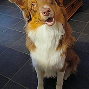 Vicky a rejoint le concours — aidez-le/la à gagner de superbes lots ! dog, brown, white, sitting, indoor, tile_floor, coffee_table, pet, canine, fur, happy, looking_up, ears_up, house, home, animal, companion, cute, friendly, domestic
