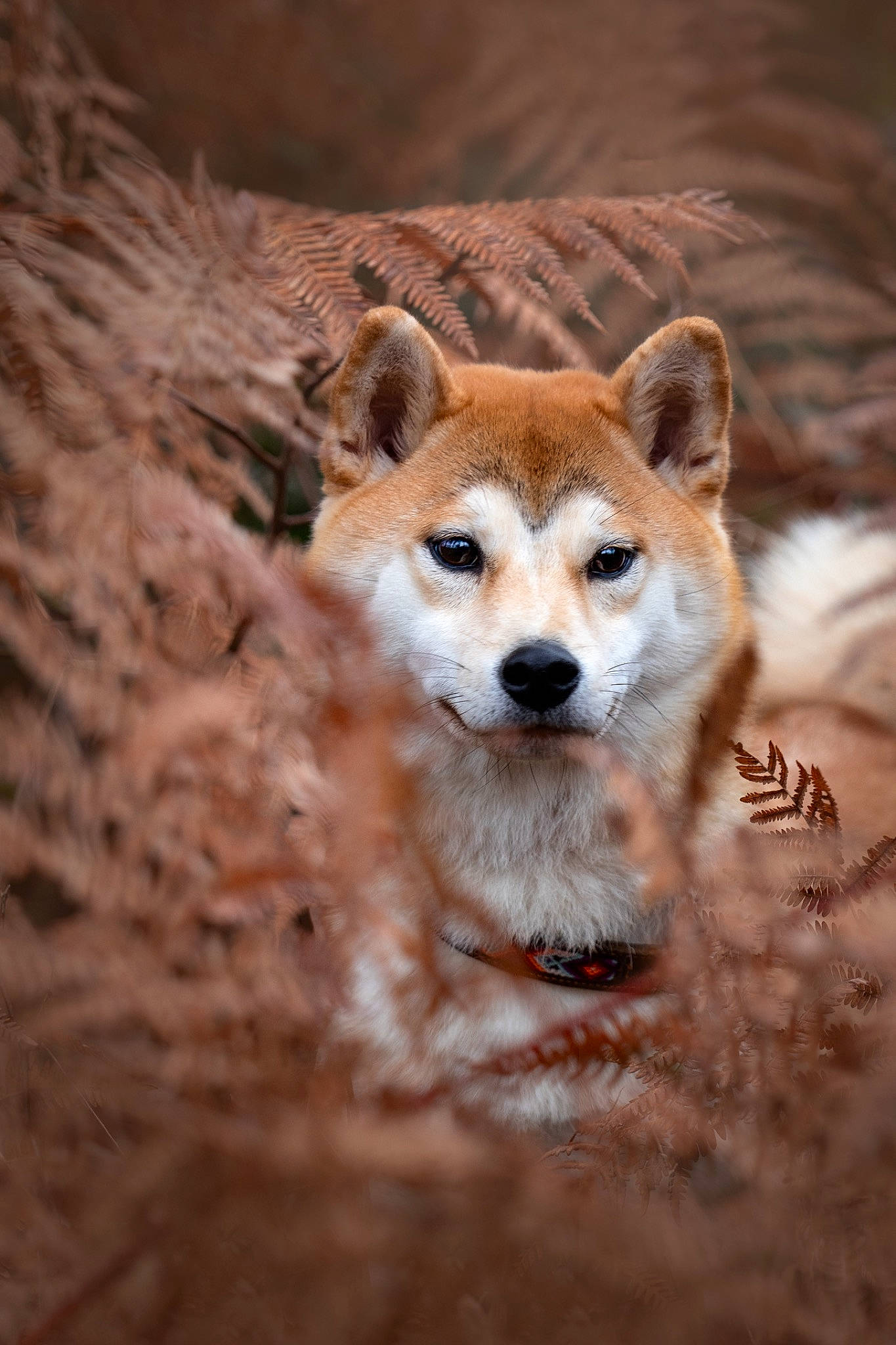 Saya a rejoint le concours — aidez-le/la à gagner de superbes lots ! canidae, carnivore, companion_dog, dog, dog_breed, fawn, fox, fur, landscape, plant, snout, tail, terrestrial_animal, tree, whiskers, wildlife, wood