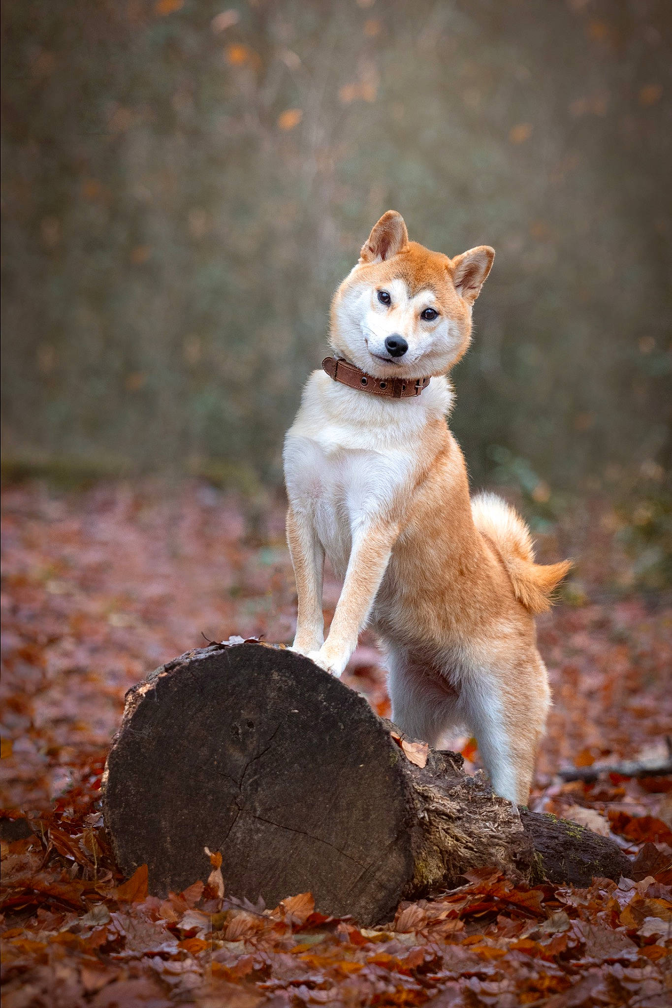 Saya participe au concours pour gagner de l'argent avec cette photo : ancient_dog_breeds, canidae, canis, carnivore, companion_dog, dog, dog_breed, fawn, fur, non_sporting_group, soil, spitz, sporting_group, tail, terrestrial_animal, wildlife