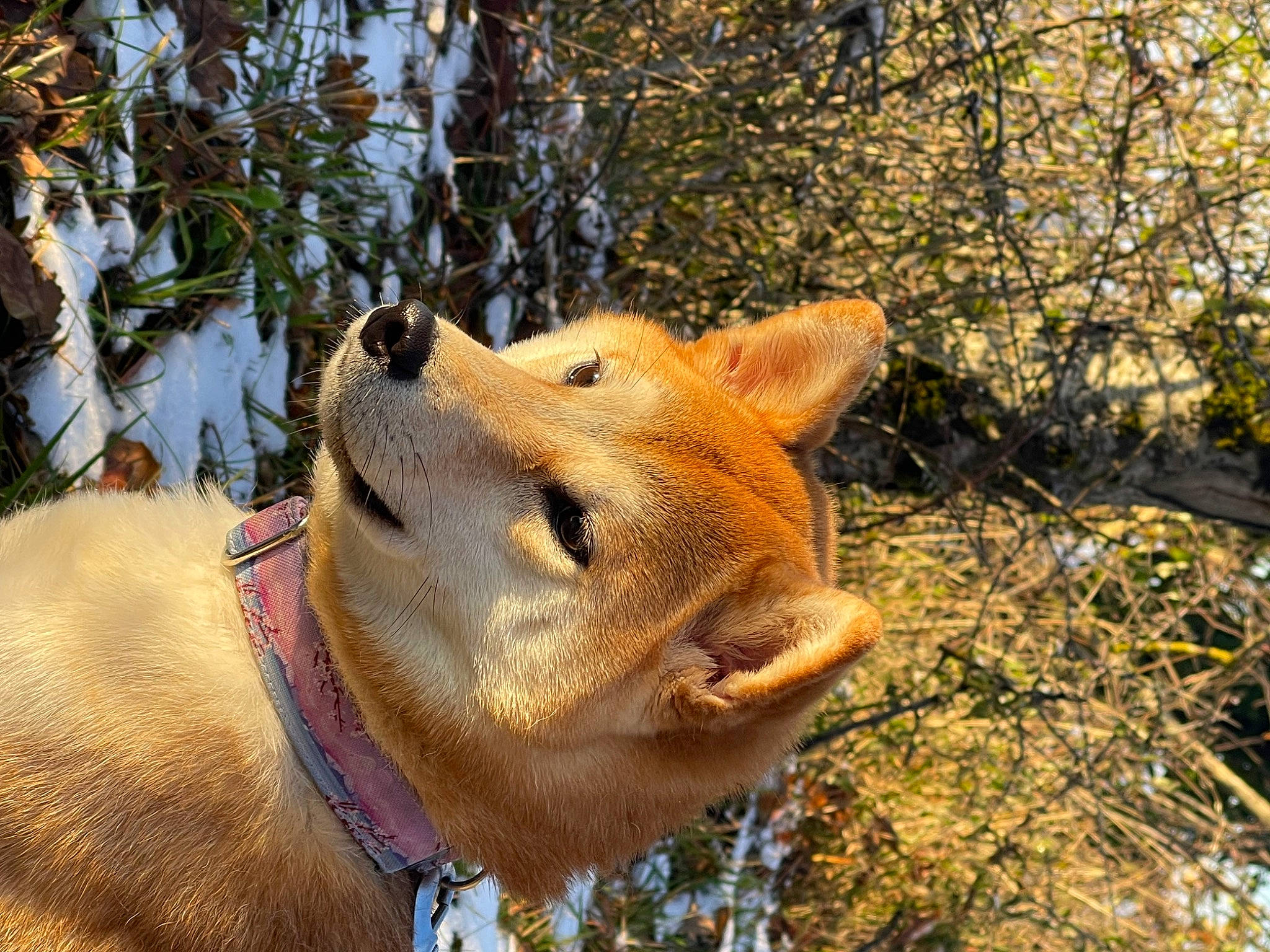Saya participe au concours pour gagner de l'argent avec cette photo : canidae, canis, carnivore, dog, dog_breed, fang, fawn, fur, plant, snout, sporting_group, terrestrial_animal, tree, trunk, twig, whiskers, wildlife, winter, wood, working_animal