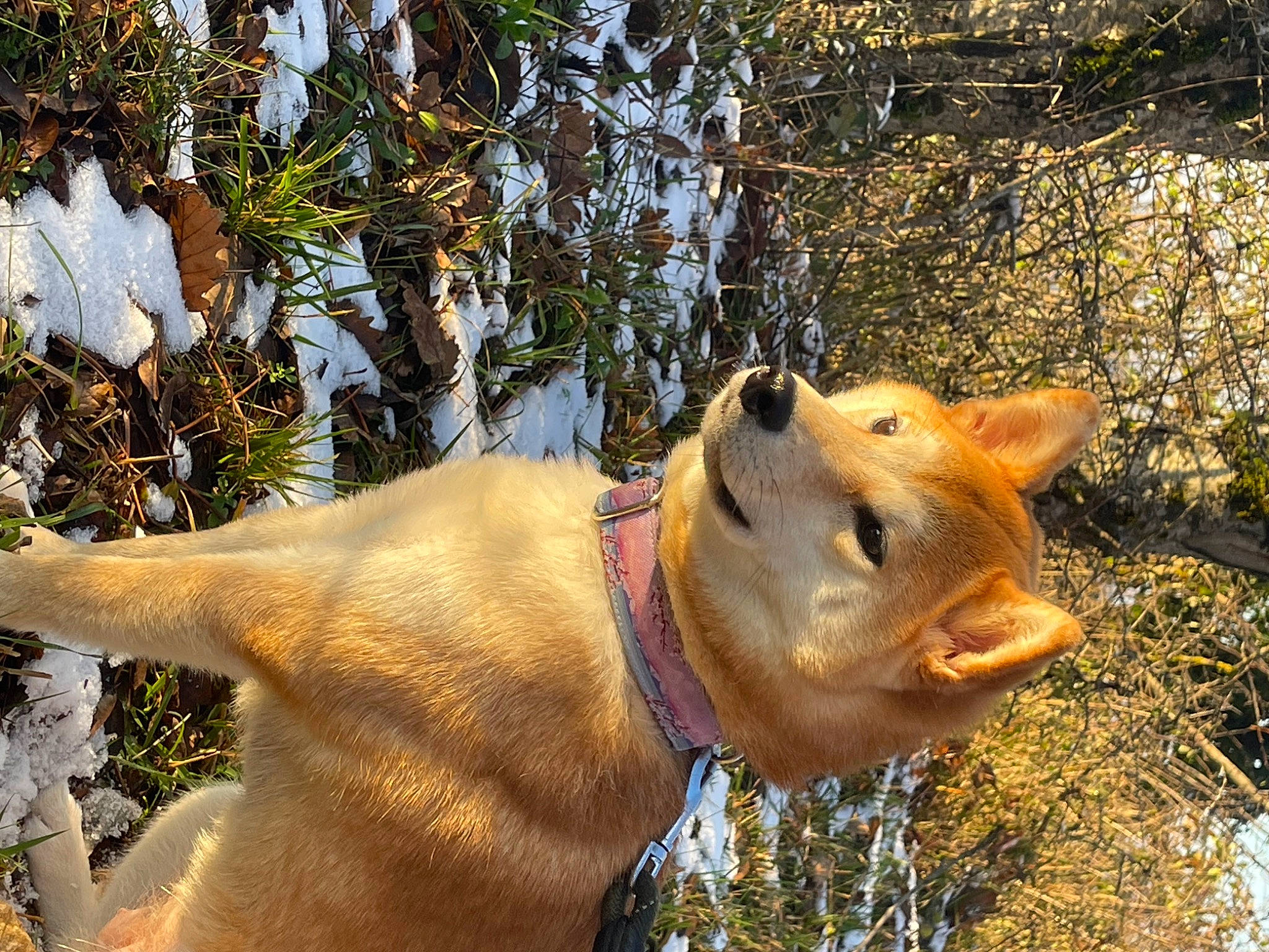 Saya a rejoint le concours — aidez-le/la à gagner de superbes lots ! canidae, carnivore, dog, dog_breed, fawn, felidae, fur, natural_landscape, plant, snout, sporting_group, tail, terrestrial_animal, tree, trunk, water, whiskers, wildlife, wood, working_animal