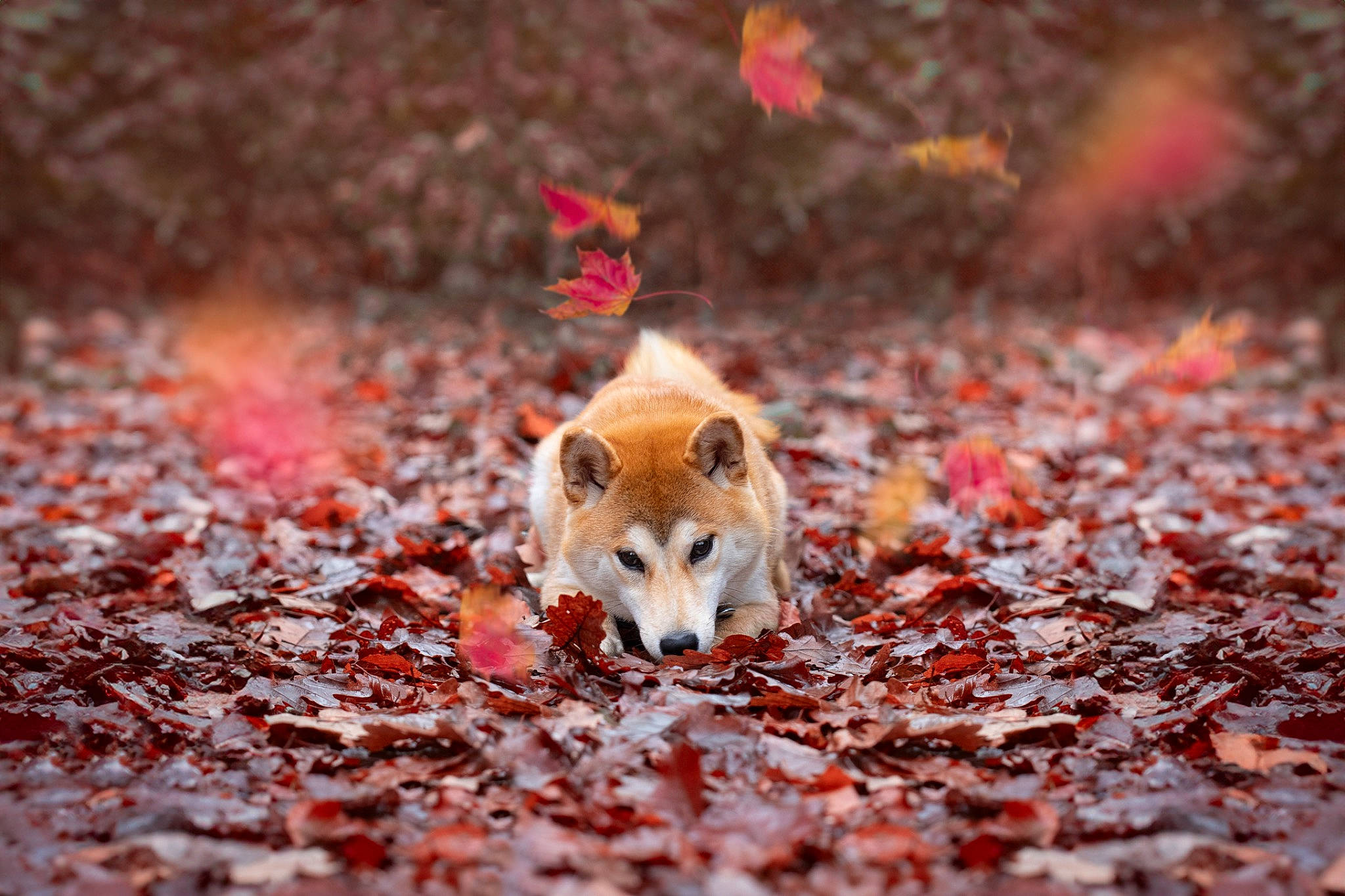 Saya a rejoint le concours — aidez-le/la à gagner de superbes lots ! autumn, canidae, carmine, carnivore, companion_dog, deciduous, dog, dog_breed, fawn, fur, grass, natural_landscape, non_sporting_group, soil, sporting_group, tail, terrestrial_animal, wildlife