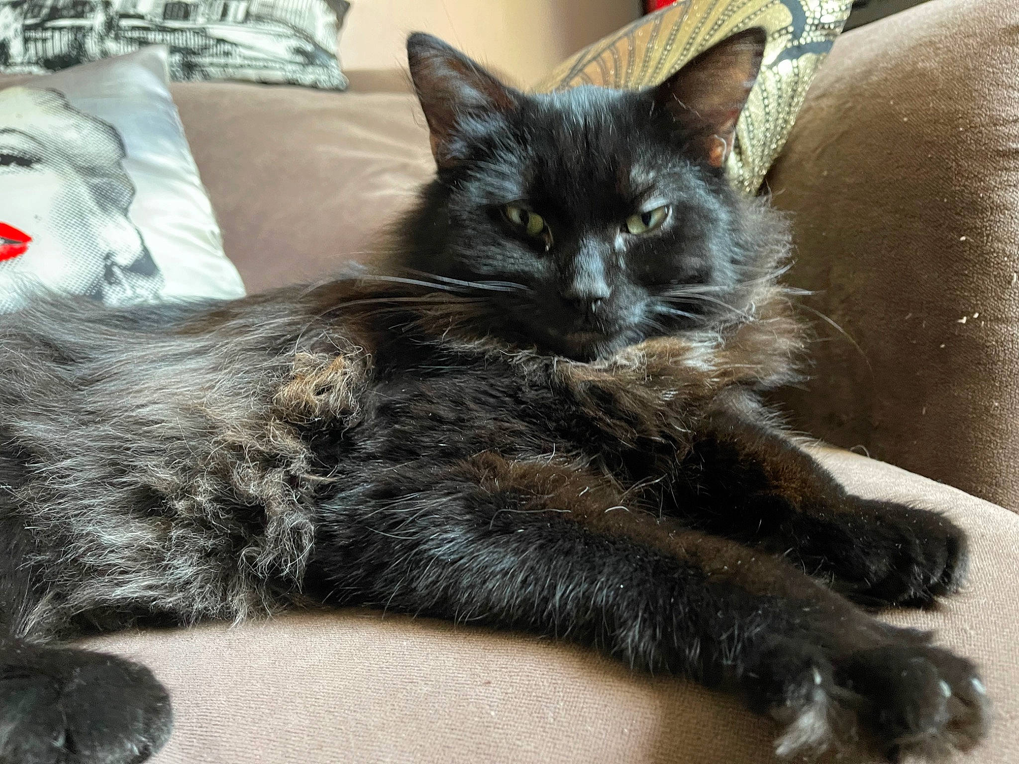 Sasha a rejoint le concours — aidez-le/la à gagner de superbes lots ! black_cat, carnivore, cat, claw, comfort, domestic_short_haired_cat, ear, felidae, foot, fur, grey, paw, small_to_medium_sized_cats, snout, tail, terrestrial_animal, whiskers