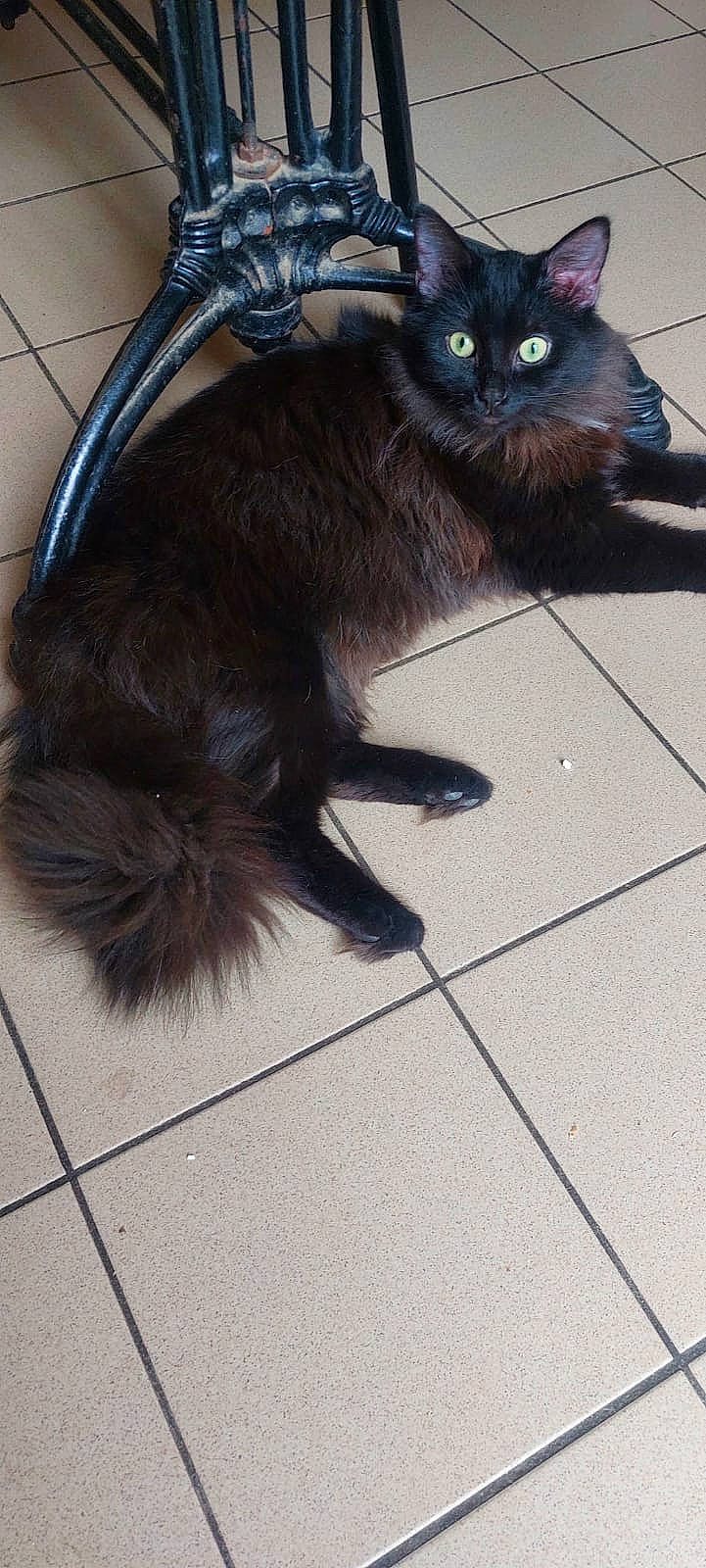 Sasha participe au concours pour gagner de l'argent avec cette photo : black_cat, bombay, carnivore, cat, claw, dog_breed, domestic_short_haired_cat, electric_blue, felidae, floor, flooring, foot, fur, paw, shadow, small_to_medium_sized_cats, tail, tile, tile_flooring, whiskers