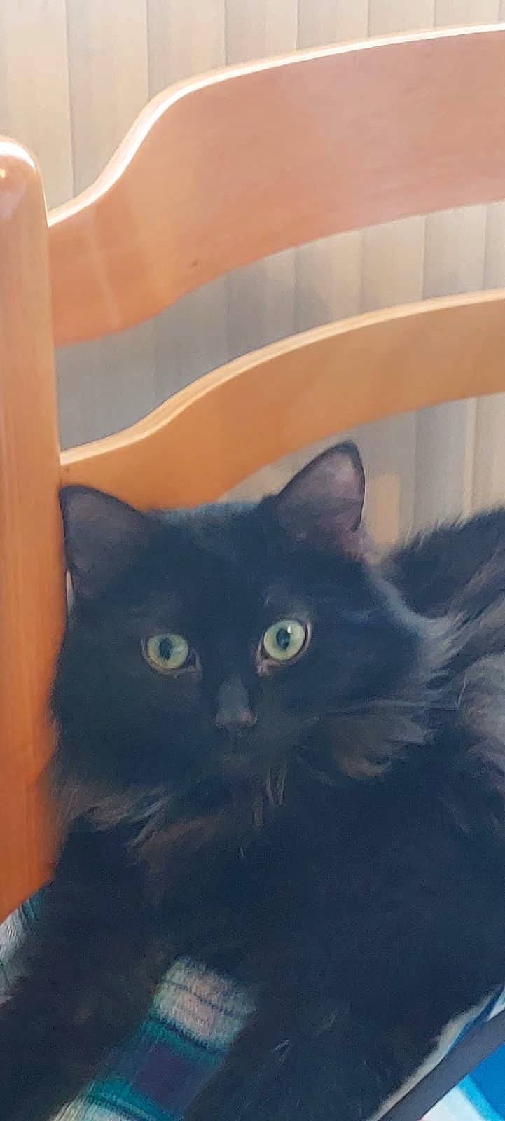 Sasha participe au concours pour gagner de l'argent avec cette photo : black_cat, carnivore, cat, comfort, domestic_short_haired_cat, door, electric_blue, eye, felidae, fur, head, iris, mammal, small_to_medium_sized_cats, snout, square, tail, whiskers, wood