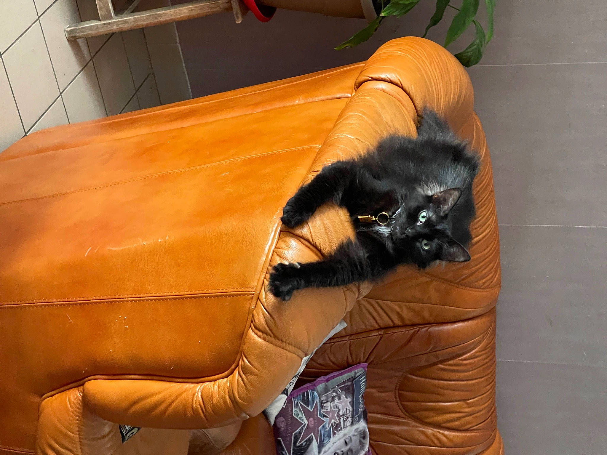 Sasha a rejoint le concours — aidez-le/la à gagner de superbes lots ! carnivore, cat, chair, comfort, companion_dog, couch, dog_breed, fawn, felidae, furniture, hardwood, houseplant, liver, plant, small_to_medium_sized_cats, studio_couch, tail, thigh, whiskers, wood