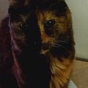 Cinnamon joined the competition — help win amazing prizes! cat, tortoiseshell, pet, animal, indoor, feline, whiskers, ears, face, eyes, fur, sitting, paper, clutter, table, domestic, curious, shadow, closeup, portrait