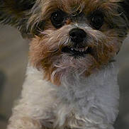 Rocki joined the competition — help win amazing prizes! adorable, animal, brown, close_up, cute, dog, expression, eyes, face, fluffy, friendly, fur, indoor, looking_at_camera, nose, pet, portrait, small_dog, whiskers, white