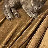 Greyson is registered to the contest to win money with this photo: animal, brown_fabric, cozy, curious, cute, feline, fur, gray_cat, indoor, kitten, lying_down, paws, pet, relaxed, resting, small, soft, texture, whiskers, young