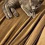 animal, brown_fabric, cozy, curious, cute, feline, fur, gray_cat, indoor, kitten, lying_down, paws, pet, relaxed, resting, small, soft, texture, whiskers, young