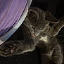 Greyson is registered to the contest to win money with this photo: animal, blanket, cat, closeup, cozy, cute, feline, fur, gray_cat, indoor, kitten, paw, pet, playful, relaxed, resting, soft, tongue, whiskers, young_cat