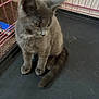 Greyson joined the competition — help win amazing prizes! animal, cage, companion, curious, cute, domestic_cat, ears, feline, floor, furry, gray_cat, indoor, kitten, pet, playpen, sitting, small, tail, whiskers, young