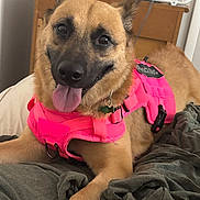 Lilah joined the competition — help win amazing prizes! animal, blanket, canine, collar, cozy, dog, domestic, ears, face, fan, fur, harness, indoor, pet, pink, resting, smiling, tag, tongue_out, wooden_furniture