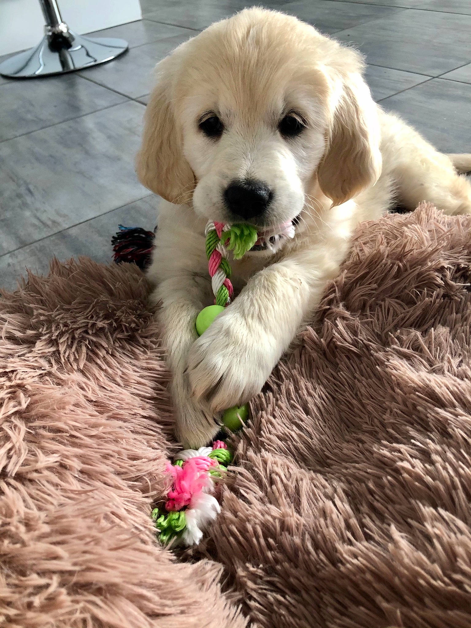 Daisy participe au concours pour gagner de l'argent avec cette photo : canidae, carnivore, companion_dog, dog, dog_breed, fawn, golden_retriever, labrador_retriever, mammal, puppy, retriever, snout, sporting_group, vertebrate