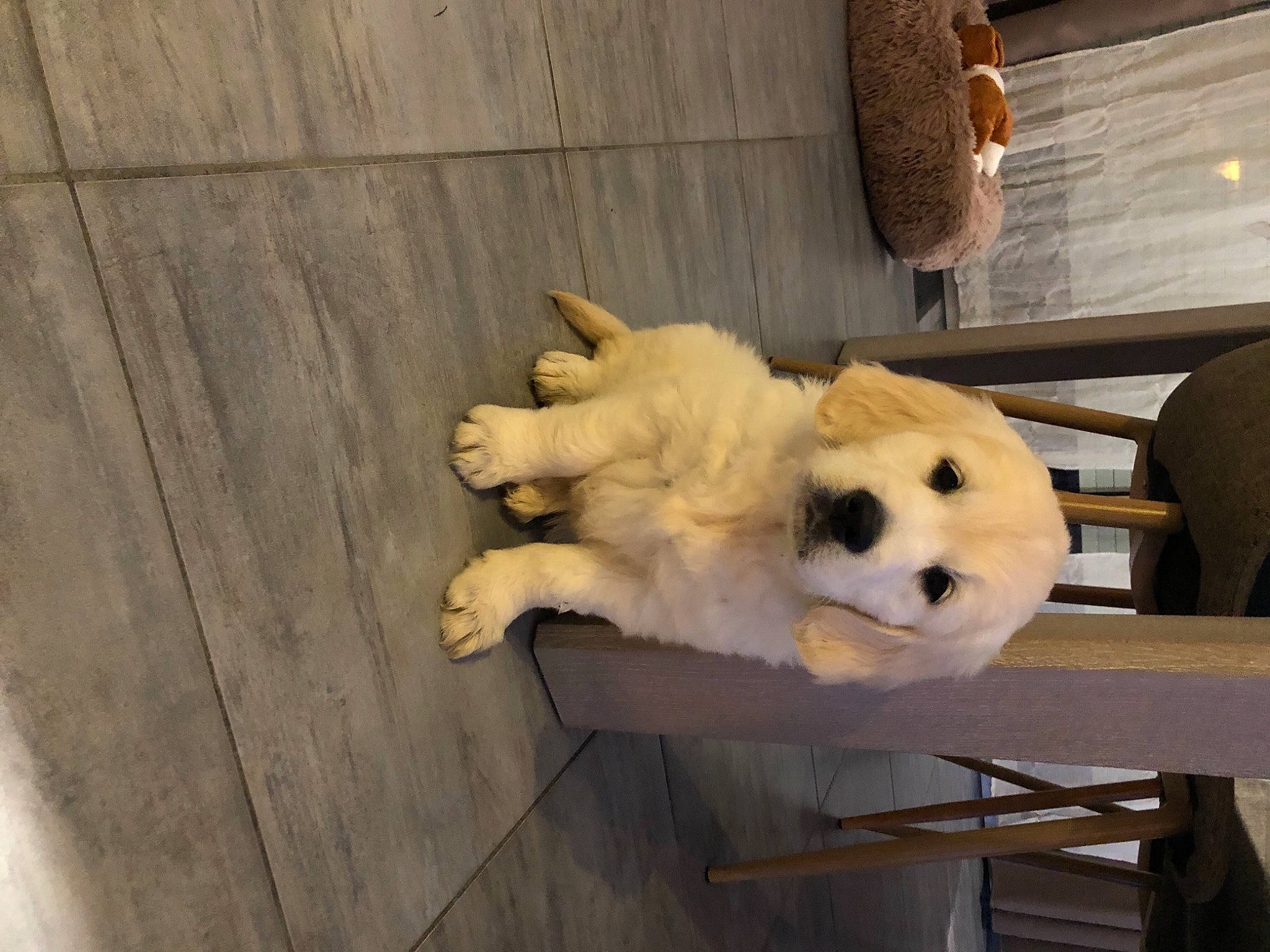 Daisy a rejoint le concours — aidez-le/la à gagner de superbes lots ! canidae, carnivore, companion_dog, dog, dog_breed, fawn, mammal, puppy, snout, sporting_group