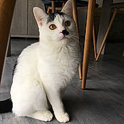 Mouche participe au concours pour gagner de l'argent avec cette photo : aegean_cat, burmilla, cat, cat_like_mammal, domestic_short_haired_cat, european_shorthair, eye, fur, kitten, ragdoll, small_to_medium_sized_cats, snout, turkish_angora, turkish_van, whiskers, white