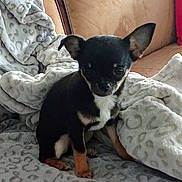 Lola a rejoint le concours — aidez-le/la à gagner de superbes lots ! animal, black_and_tan, blanket, brown_couch, chihuahua, couch, cozy, cute, dog, ears, fur, furniture, home, indoor, leopard_pattern, pet, puppy, sitting, small_dog, soft_texture