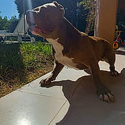 Narco a rejoint le concours — aidez-le/la à gagner de superbes lots ! dog, brown_dog, white_markings, stretching, patio, sunlight, shadow, grass, garden, outdoor, tile_floor, tricycle, chair, daytime, pet, animal, summer, playful, canine, backyard