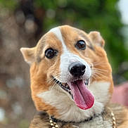Colfax is registered to the contest to win money with this photo: dog, corgi, tongue_out, pet, animal, canine, portrait, close_up, outdoor, happy, chain, gold_chain, fur, ears, nose, mouth, friendly, smiling, tongue, background_blur