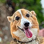 dog, corgi, tongue_out, pet, animal, canine, portrait, close_up, outdoor, happy, chain, gold_chain, fur, ears, nose, mouth, friendly, smiling, tongue, background_blur