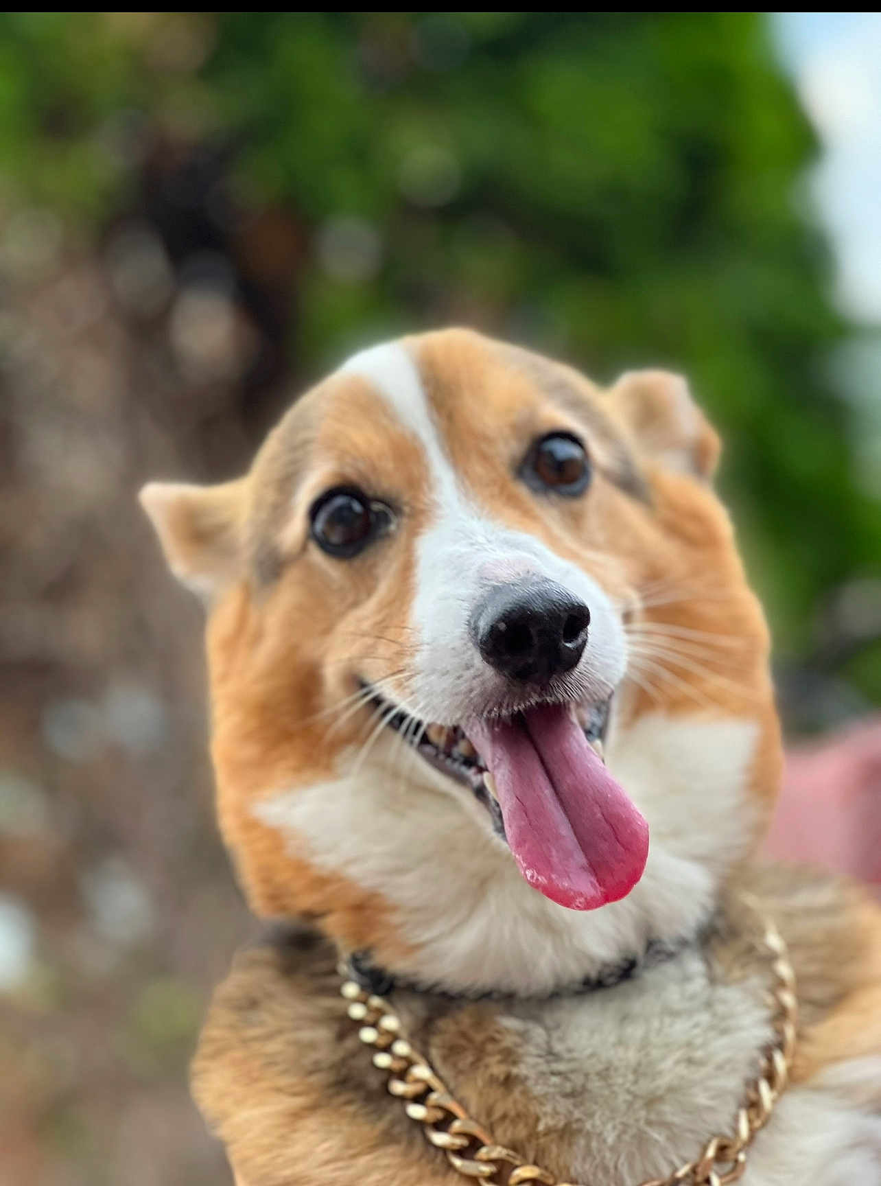 Colfax is registered to the contest to win money with this photo: dog, corgi, tongue_out, pet, animal, canine, portrait, close_up, outdoor, happy, chain, gold_chain, fur, ears, nose, mouth, friendly, smiling, tongue, background_blur
