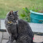Blake joined the competition — help win amazing prizes! cat, gray_tabby, collar, outdoor, pavement, plant_pot, flowers, greenery, blurred_background, pet, animal, whiskers, tail, side_view, feline, curious, nature, daylight, sitting, closeup