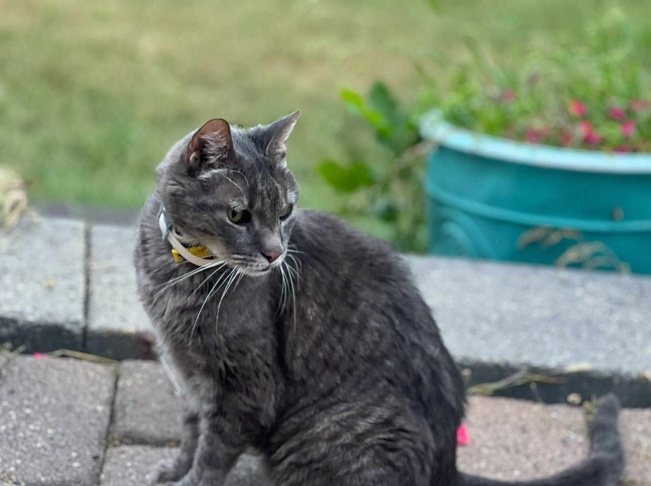 Blake joined the competition — help win amazing prizes! cat, gray_tabby, collar, outdoor, pavement, plant_pot, flowers, greenery, blurred_background, pet, animal, whiskers, tail, side_view, feline, curious, nature, daylight, sitting, closeup