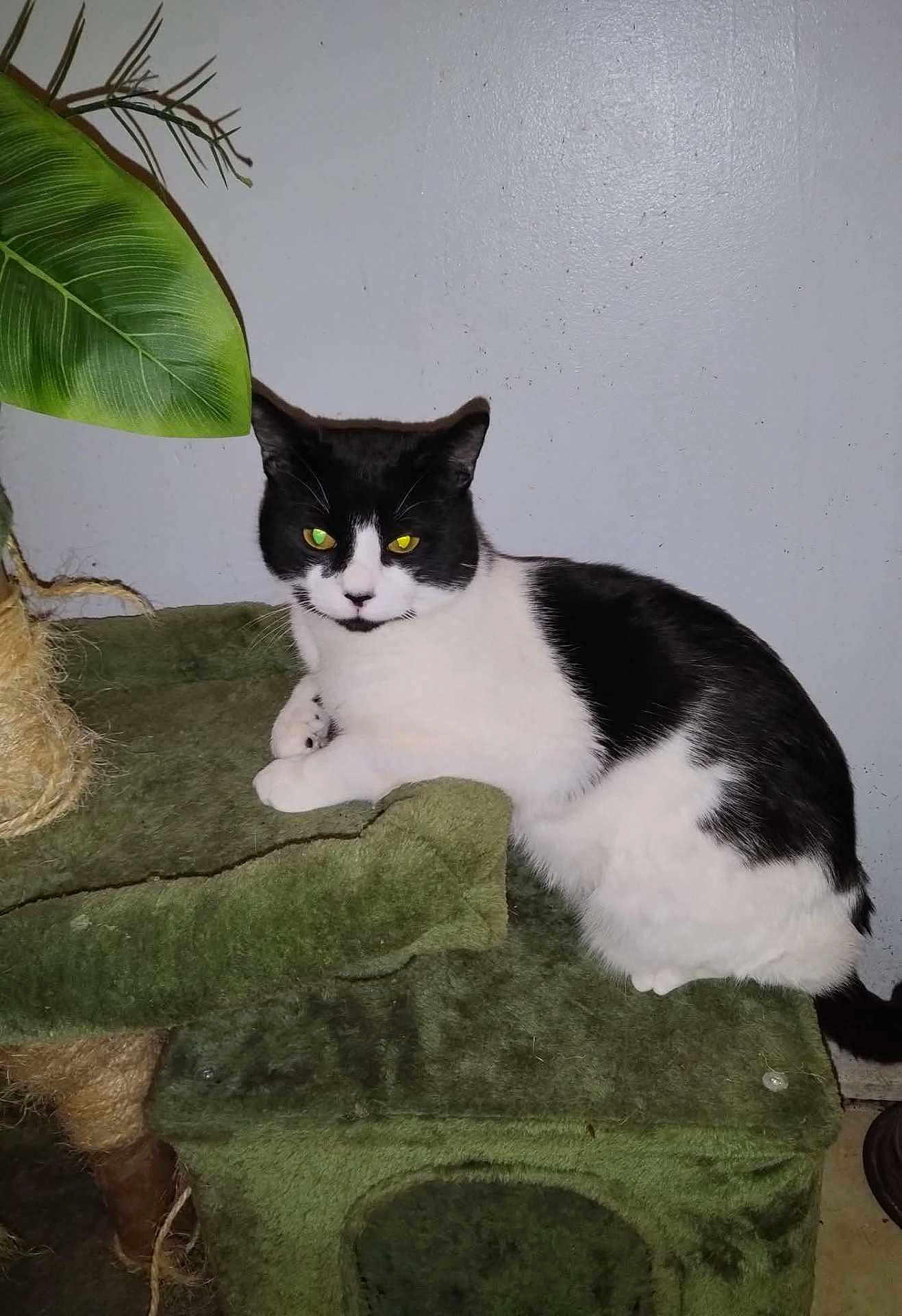 Domino