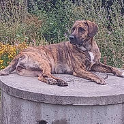 Ul-Ka a rejoint le concours — aidez-le/la à gagner de superbes lots ! animal, brindle, canine, concrete, daylight, dog, garden, greenery, hose, laying, nature, outdoor, pet, pipe, relaxed, resting, side_view, summer, watchful, wildflowers