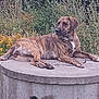 animal, brindle, canine, concrete, daylight, dog, garden, greenery, hose, laying, nature, outdoor, pet, pipe, relaxed, resting, side_view, summer, watchful, wildflowers