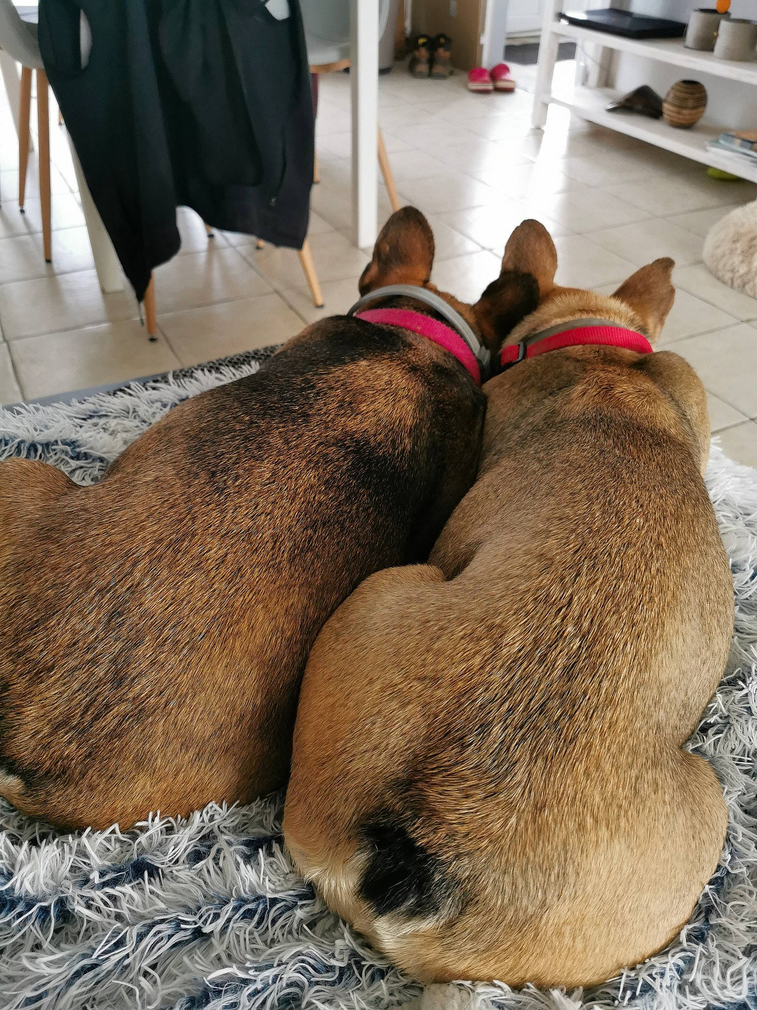 Gaya a rejoint le concours — aidez-le/la à gagner de superbes lots ! carnivore, chair, collar, comfort, dog, dog_breed, fawn, flooring, foot, fur, human_leg, nap, room, snout, sporting_group, tail, terrestrial_animal, whiskers, wood, working_animal