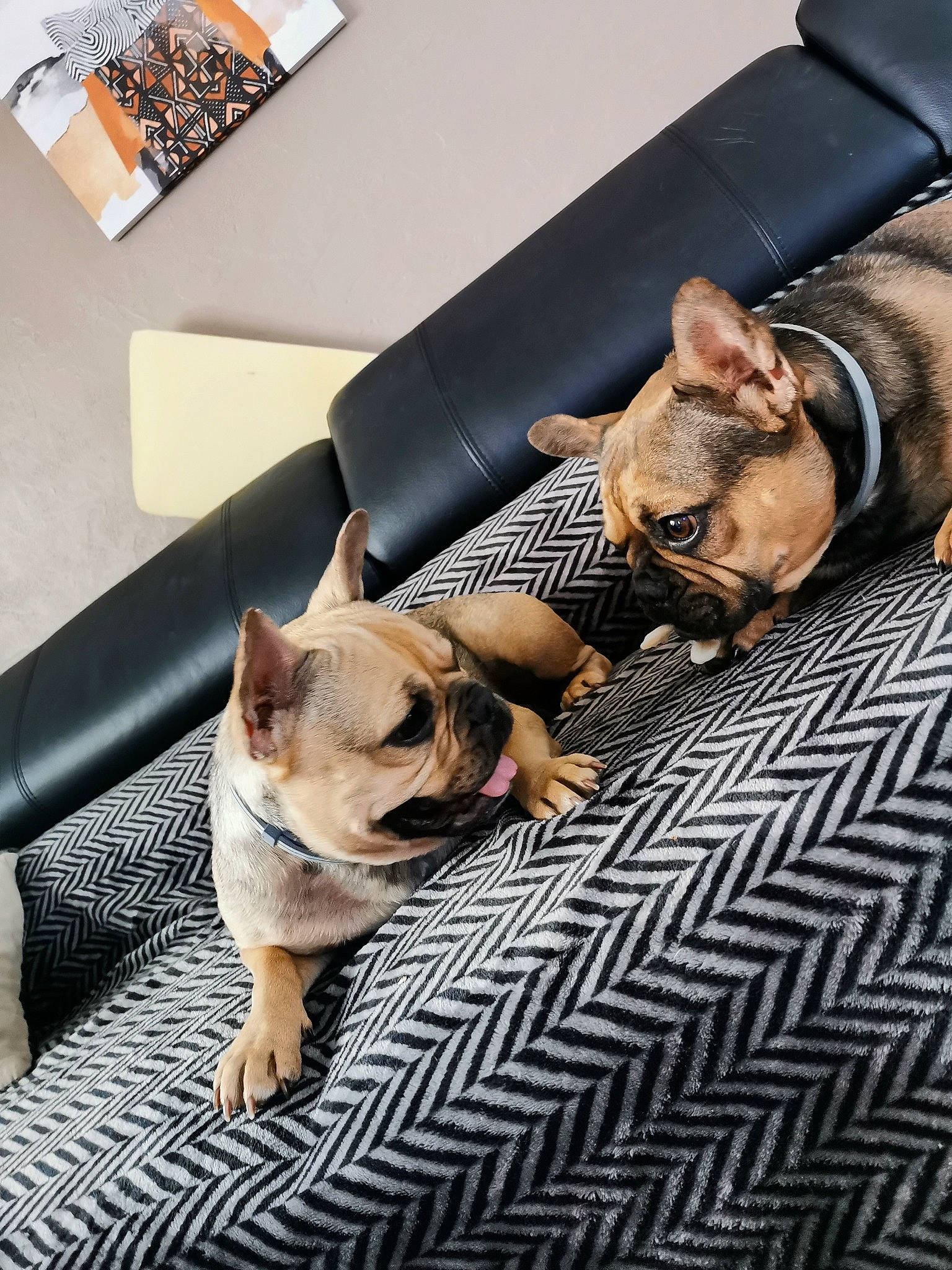 Gaya a rejoint le concours — aidez-le/la à gagner de superbes lots ! carnivore, comfort, companion_dog, couch, dog, dog_breed, dog_supply, fawn, felidae, floor, flooring, hardwood, linens, living_room, pug, snout, throw_pillow, toy_dog, wood, working_animal