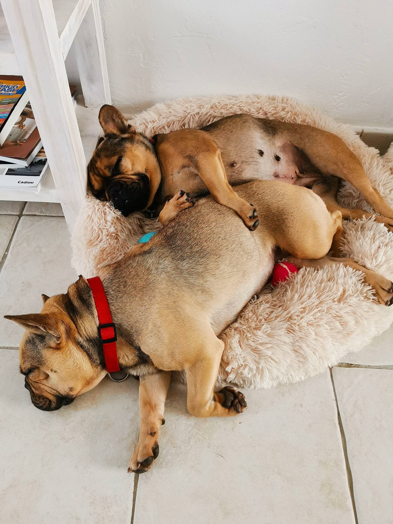 Gaya participe au concours pour gagner de l'argent avec cette photo : canidae, carnivore, collar, comfort, companion_dog, dog, dog_breed, dog_clothes, dog_supply, fawn, fur, leash, paw, pet_supply, picture_frame, pug, snout, sporting_group, tail, working_animal