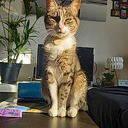 Gratouille a rejoint le concours — aidez-le/la à gagner de superbes lots ! abyssinian, animal, architecture, building, cat, computerhardware, couch, electronics, furniture, hardware, indoors, livingroom, monitor, person, pet, plant, pottedplant, room, screen, wood