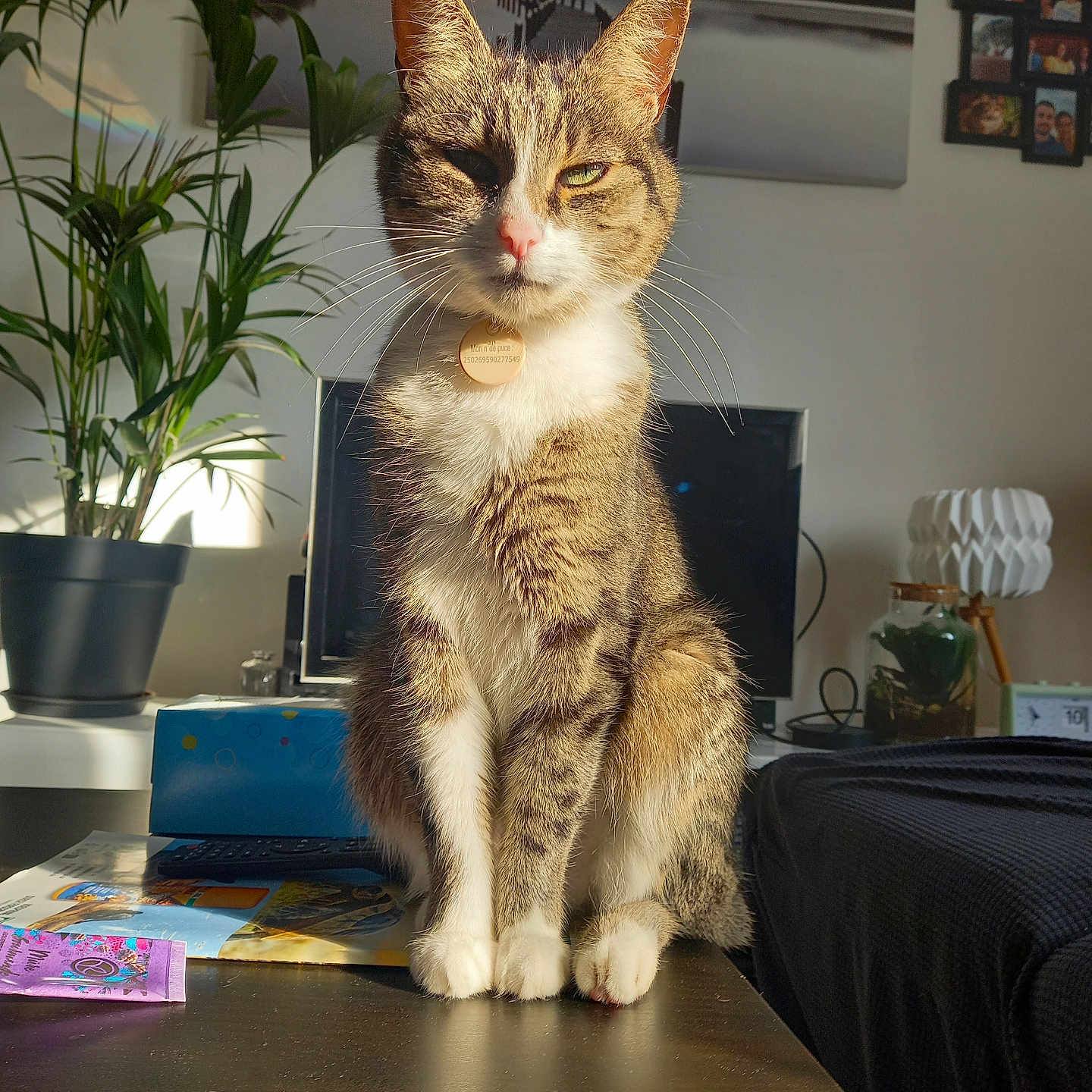 Gratouille a rejoint le concours — aidez-le/la à gagner de superbes lots ! abyssinian, animal, architecture, building, cat, computerhardware, couch, electronics, furniture, hardware, indoors, livingroom, monitor, person, pet, plant, pottedplant, room, screen, wood