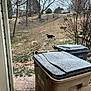 Demetri is registered to the contest to win money with this photo: dog, dogs, snow, trash_bins, yard, hill, trees, leafless_trees, grass, suburban, house, outdoor, winter, cold, frost, nature, pets, daytime, curious, exploring