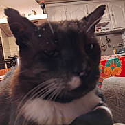 Zan a rejoint le concours — aidez-le/la à gagner de superbes lots ! animal, appliance, background, black_and_white, blurred, cabinet, cat, chair, close_up, cozy, cup, cute, domestic, feline, furniture, indoor, kitchen, pet, table, whiskers