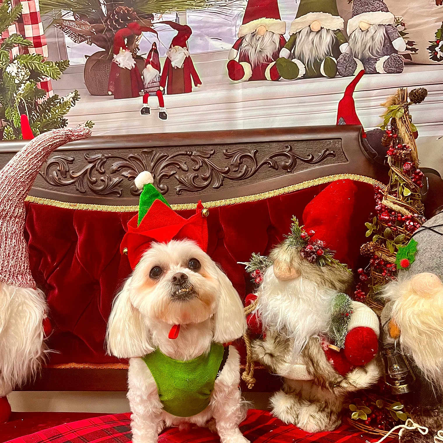 Peewee is registered to the contest to win money with this photo: adult, animal, baby, bride, canine, christmas, christmasdecorations, christmastree, dog, dogbed, female, festival, funeral, person, pet, wedding, woman
