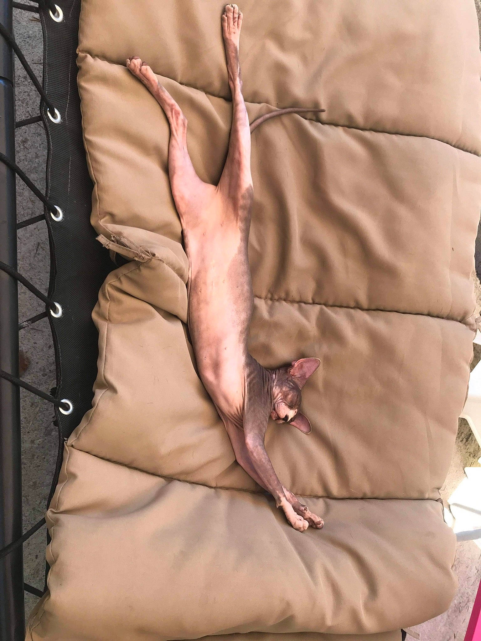 Babyti participe au concours pour gagner de l'argent avec cette photo : beige, fawn, flesh, fur, hand