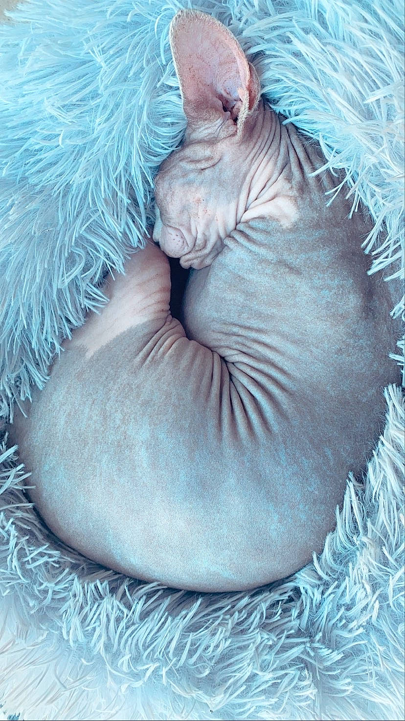 Babyti a rejoint le concours — aidez-le/la à gagner de superbes lots ! carnivore, cat, cornish_rex, donskoy, felidae, fur, peterbald, small_to_medium_sized_cats, sphynx, whiskers