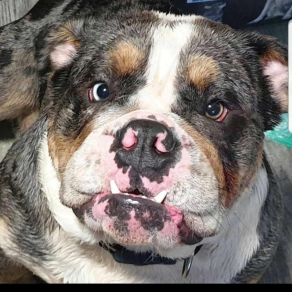Sullybear joined the competition — help win amazing prizes! animal, bulldog, canine, close_up, collar, cute, dog, domestic_animal, ears, expression, eyes, face, fur, indoor, muzzle, nose, pet, portrait, teeth, wrinkles