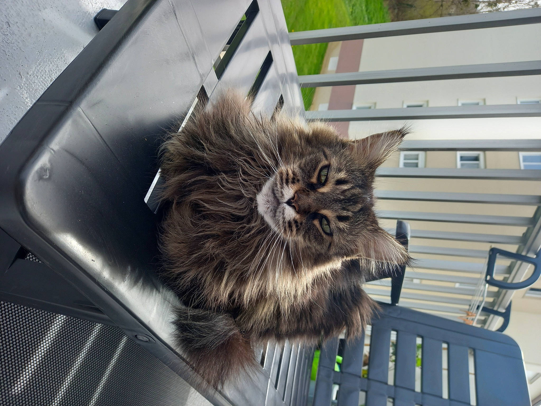 Jade a rejoint le concours — aidez-le/la à gagner de superbes lots ! animal_shelter, carnivore, cat, claw, domestic_short_haired_cat, felidae, flowerpot, fur, metal, plant, small_to_medium_sized_cats, snout, tail, terrestrial_animal, whiskers, window, wood