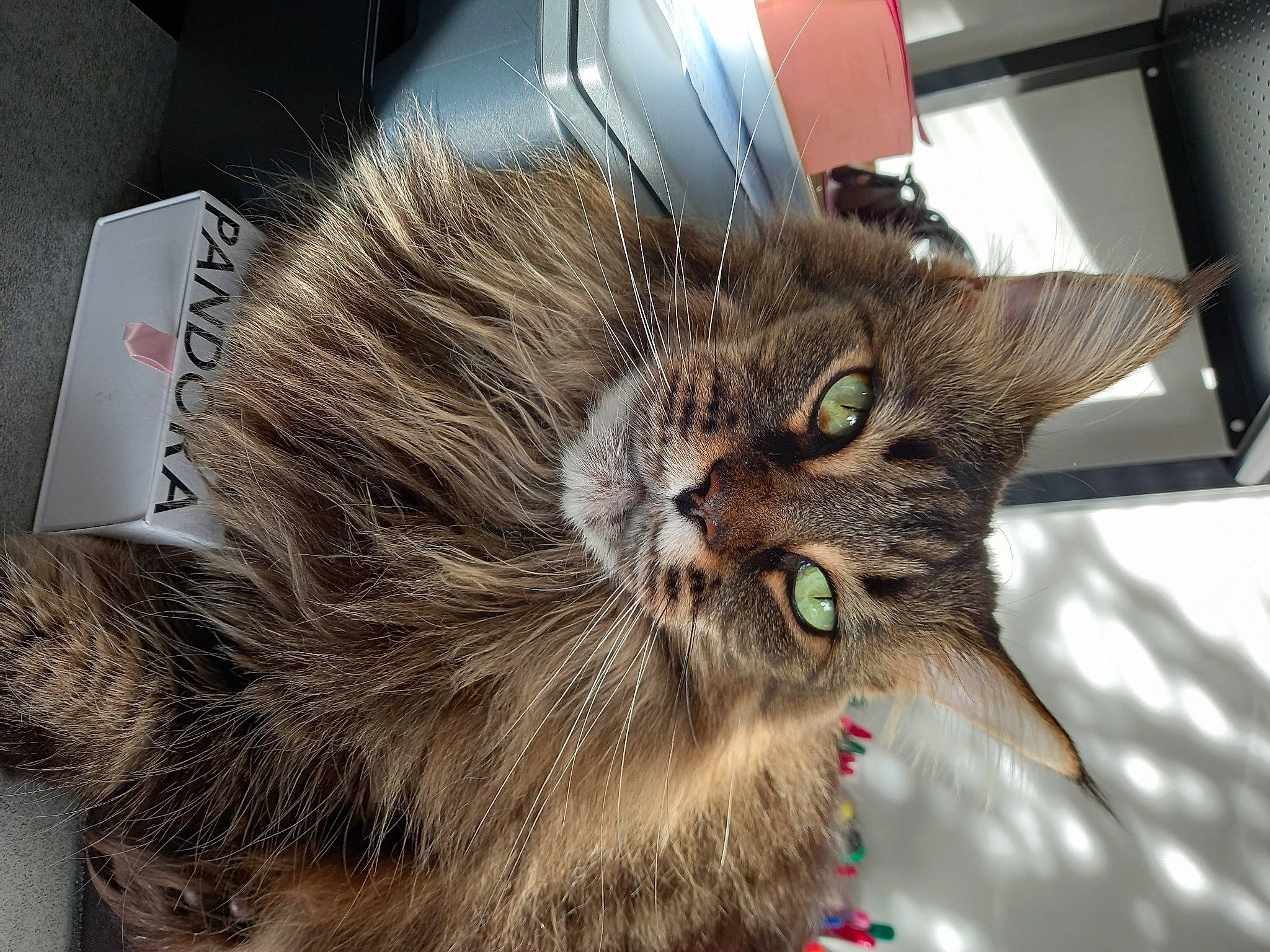 Jade a rejoint le concours — aidez-le/la à gagner de superbes lots ! carnivore, cat, claw, domestic_short_haired_cat, ear, felidae, fur, maine_coon, paw, small_to_medium_sized_cats, snout, terrestrial_animal, whiskers, window