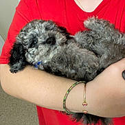 Spam is registered to the contest to win money with this photo: person, human_face, dog, puppy, curly_fur, red_shirt, arm, bracelet, holding, cuddling, indoor, carpet, doorway, bedroom, closeup, portrait, pet, cute, relaxed, smile