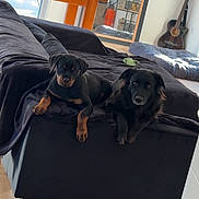 Kira participe au concours pour gagner de l'argent avec cette photo : dog, rottweiler, puppy, black_dog, couch, blanket, wooden_floor, guitar, mirror, table, chair, toy, living_room, shelf, fire_extinguisher, indoor, furniture, relaxed, pet, cozy
