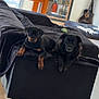 dog, rottweiler, puppy, black_dog, couch, blanket, wooden_floor, guitar, mirror, table, chair, toy, living_room, shelf, fire_extinguisher, indoor, furniture, relaxed, pet, cozy
