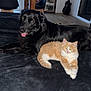 Kira participe au concours pour gagner de l'argent avec cette photo : dog, cat, black_dog, orange_cat, indoor, living_room, furniture, wooden_table, black_chair, guitar, floor, pet, animal, relaxed, lying_down, cozy, house, home, domestic, companion